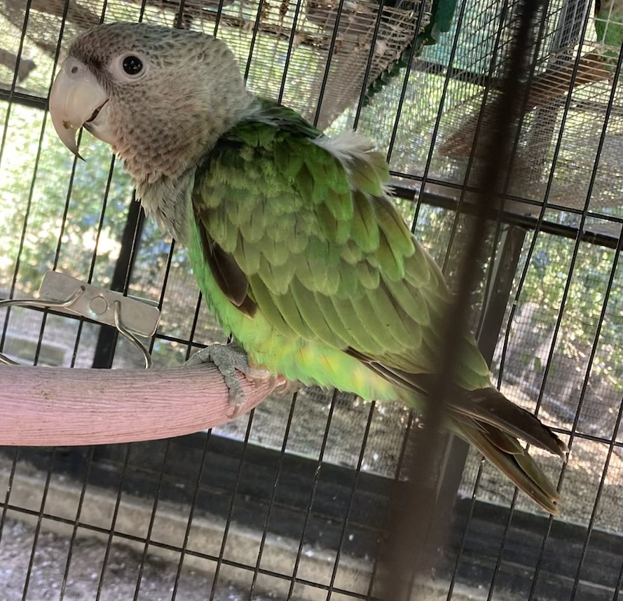 Parrot - Cape