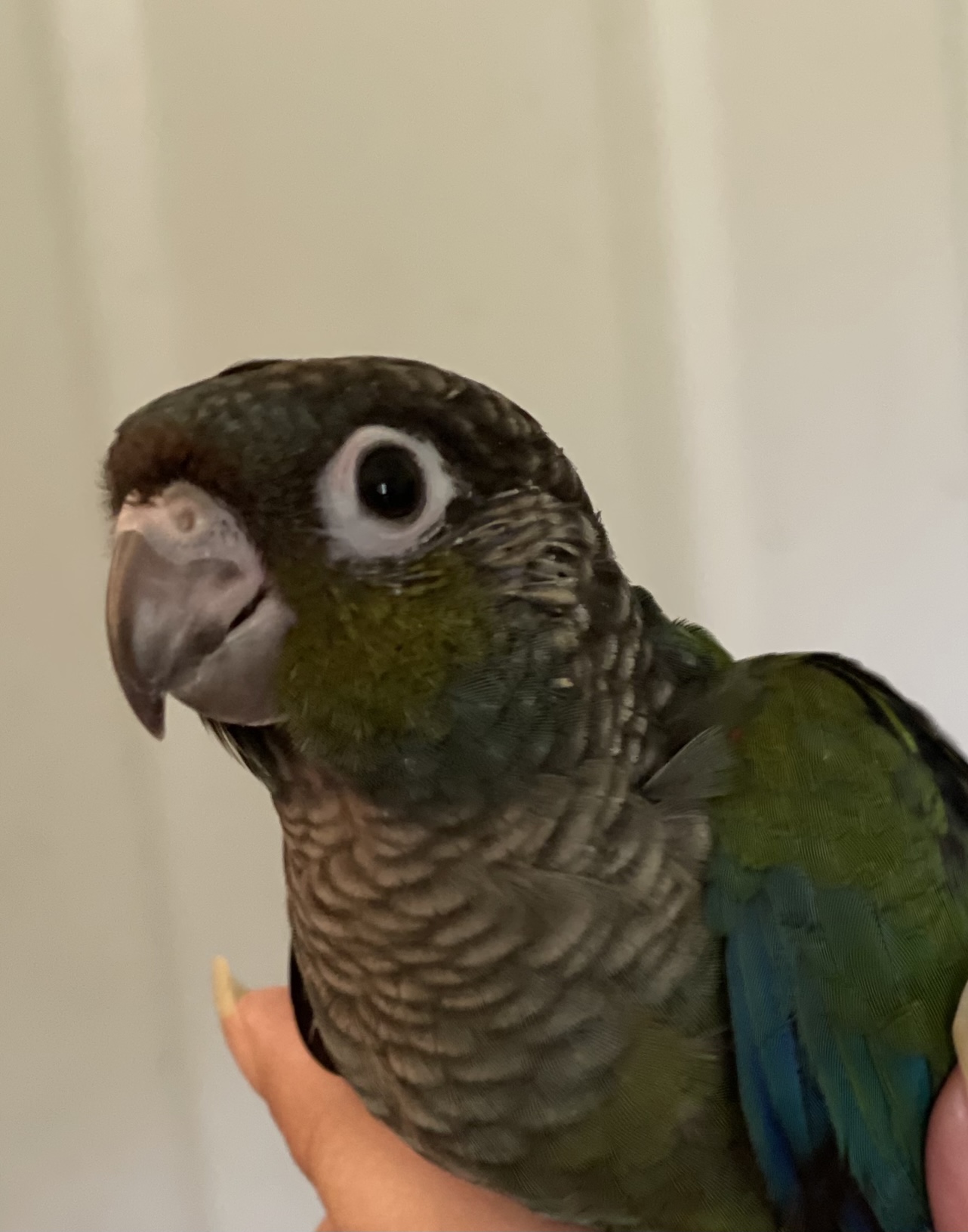 Conure - Crimson Bellied