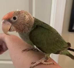 Parrot - Cape