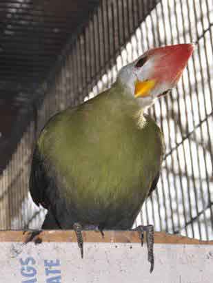 Turaco - Red Crested