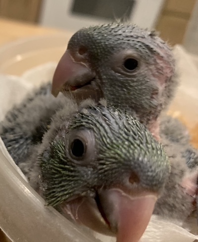 Red Throated Conures... rare and hard to find. These wonderful little Conures tend to be overlooked due to their lack of flashy colors like some of their cousins. However their personality and their cuddly disposition more than make up for it. Take a chance on one of these guys. You will not be disappointed. Now accepting reservations for 2022 chicks.