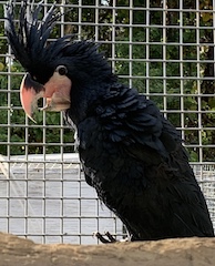Cockatoo - Black Palm
