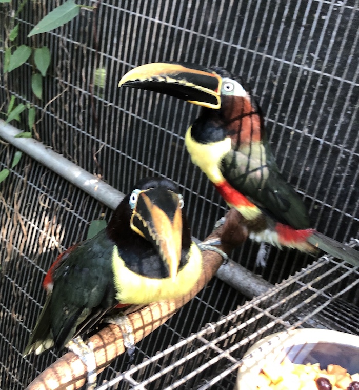 Aracari - Chestnut Eared 