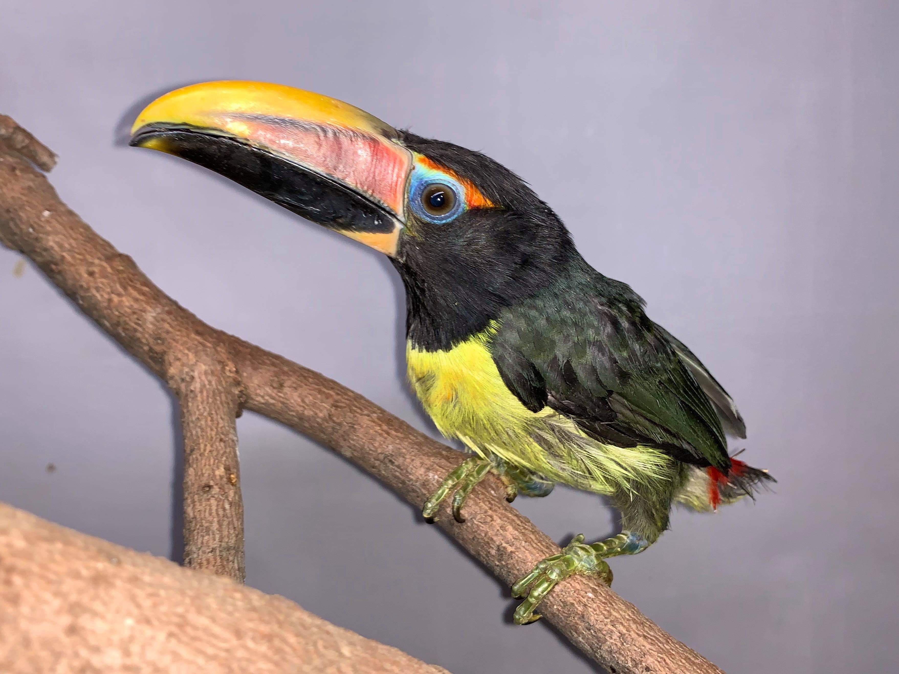 Aracari - Green