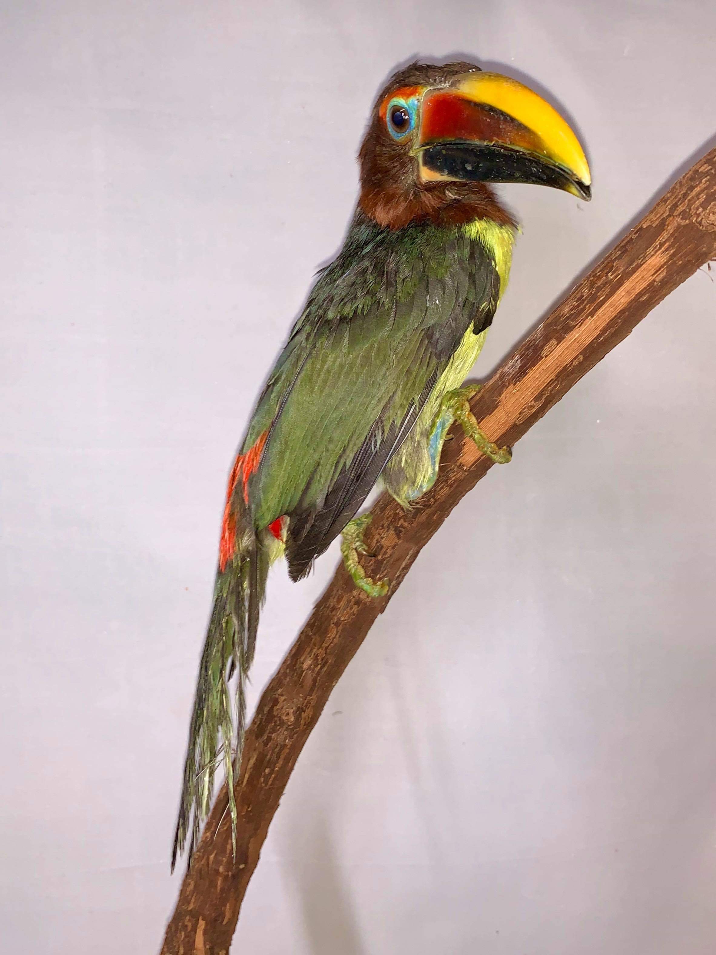 Aracari - Green