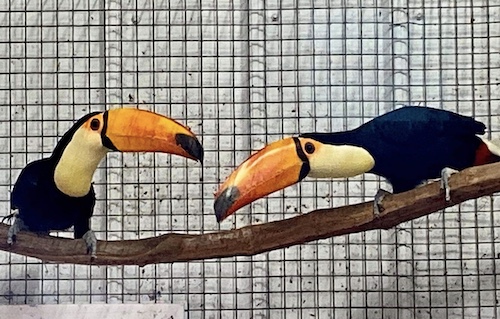 Toucan - Toco