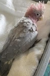 Cockatoo - Rosebreasted