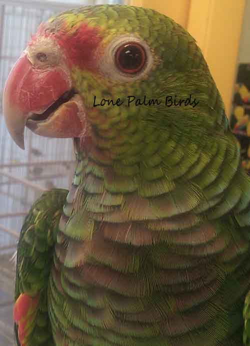 Vinaceous Amazon for sale