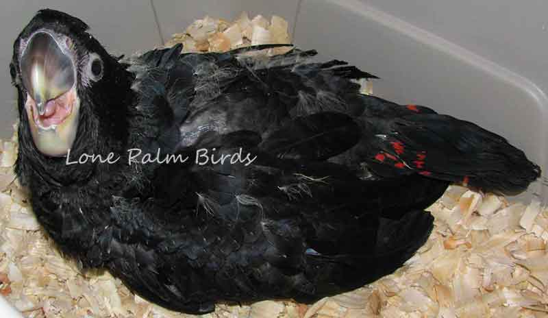 Cockatoo - Red Tail Black